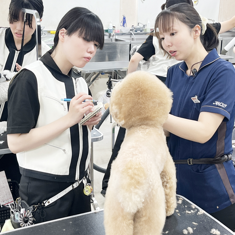 お客様の愛犬をトリミング！②
